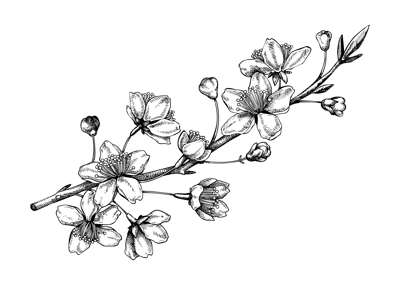 Cherry blossom sketch in engraved style. Flowering branch with flowers and leaves. Black contoured sakura drawing. Botanical vector illustration of spring tree isolated on white background